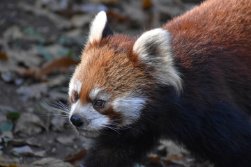 Red Panda-1