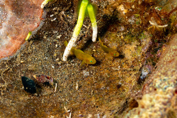 The surprising underwater world of the Indian and Pacifical Oceans
