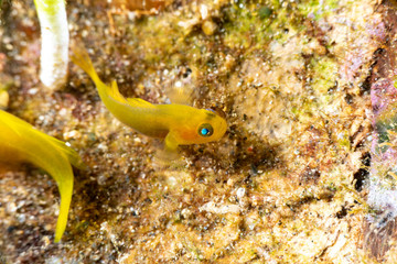 The surprising underwater world of the Indian and Pacifical Oceans