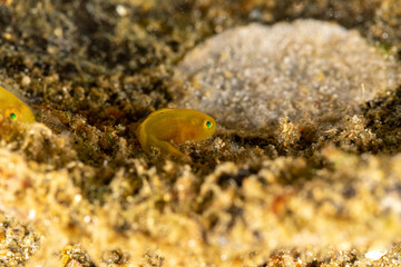 The surprising underwater world of the Indian and Pacifical Oceans