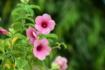 Colorful flowers in the garden.flower blooming.Beautiful flowers in the garden.	