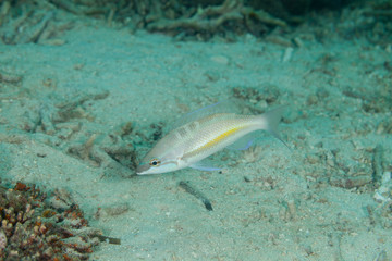 Obraz premium The surprising underwater world of the Indian and Pacifical Oceans