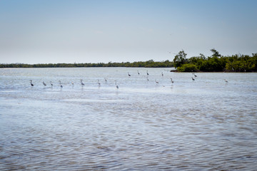 Parque Nacional Ciénaga de Zapata, Cuba: birds in the water of the national park, ideal for birdwatching