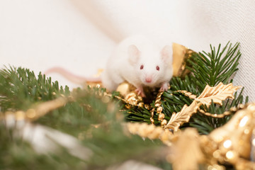 white mouse. symbol of 2020. on a white cloth with a spruce branch and a gold garland. New year, Christmas, Chinese new year