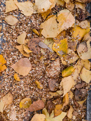 Autumn yellow and orange dry leaves of birch and trees on floor on an autumn warm day. Freshness, nature, naturalness background and wallpaper.