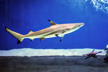 Shark in the aquarium
