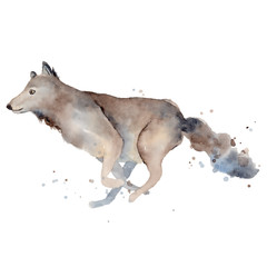Watercolor wolf illustration wild forest animal 