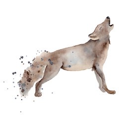 Watercolor wolf illustration wild forest animal 