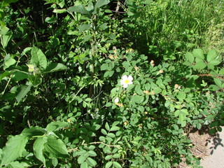 A pleasant encounter for the traveler with wild flowers and plants in the thickets of the forest at the foot of trees on a mountain slope.