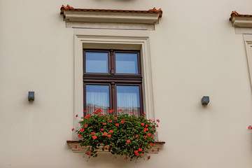 Fototapeta na wymiar Window with coral flowers on beige wall