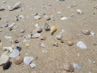 Small multicolored shells are laid on the sand at the beach, near the sea.