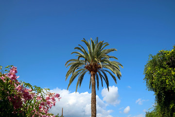 palm trees against blue sky
