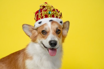 Pretty cute corgi dog wearing  royal costume crown  on yellow background.  copy space