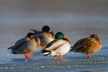 Mallard and the coot on the frozen Soderica lake, Croatia