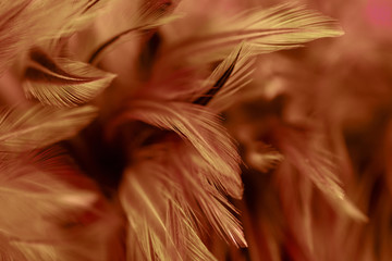 Fototapeta na wymiar Chickens feather texture abstract for background, soft color and blur style
