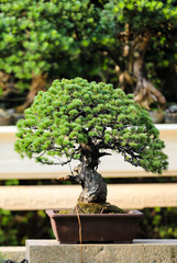 bonsai tree in the garden
