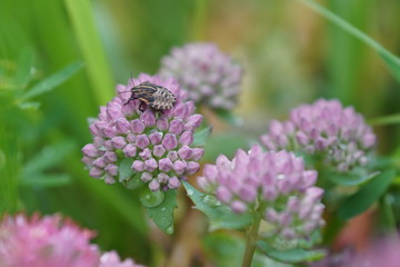 bee on flower