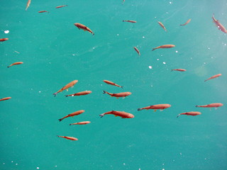 It is a pleasure to relax on the shores of a clear mountain lake, and to enjoy the abundance of fish swimming in the shallows in search of food.