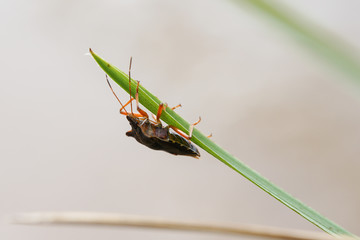 grasshopper on grass