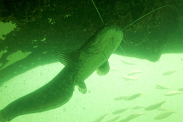 Naklejka na ściany i meble The wels catfish (Silurus glanis) also called sheatfish 
