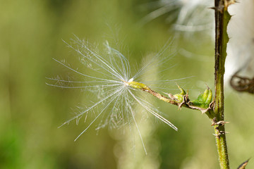 dragonfly on leaf