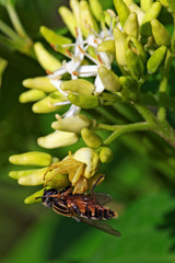 Crab spider with a prey on a flower 