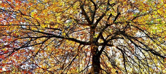 Close up of a pin oak tree with beautiful autumn colors leaves