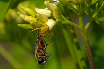 Crab spider with a prey on a flower 