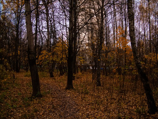 autumn forest on a cloudy day, the outskirts of Moscow.