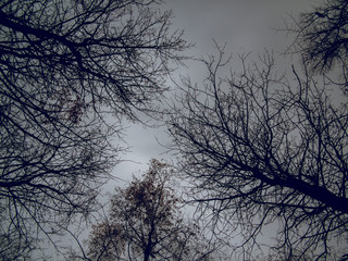 naked trees in the forest against a cloudy sky, Moscow.