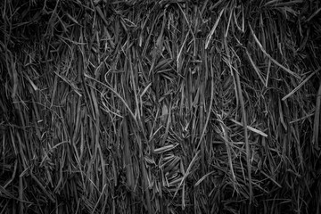 Detail of dry straw texture nature for background, black and white