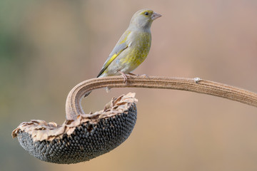 Wonderful portrait of European greenfinch (Chloris chloris)