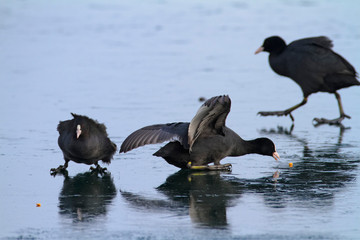 The Eurasian coot on a frozen lake, Soderica, Croatia