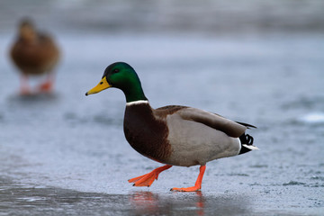Mallard on the frozen lake, Soderica, Croatia