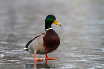 Mallard on the frozen lake, Soderica, Croatia