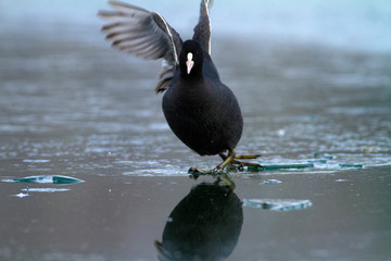 The Eurasian coot on a frozen lake, Soderica, Croatia