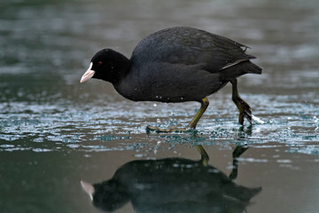 The Eurasian coot on a frozen lake, Soderica, Croatia