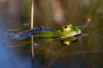 Green frog from Soderica Lake, Croatia
