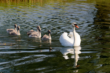 Family of swanson Soderica Lake, Croatia