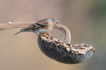Portrait of Brambling on sunflower (Fringilla montifringilla)