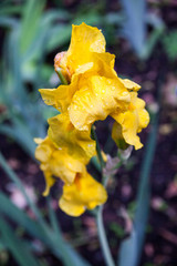 Yellow iris flowers