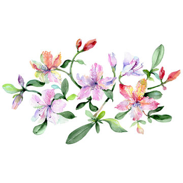 Alstroemeria and orchids bouquet botanical flowers. Watercolor background set. Isolated bouquets illustration element.