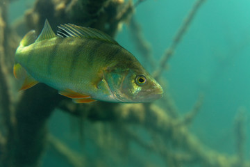 Underwater photo of Perca fluviatilis, commonly known as the common perch, European perch, in Soderica Lake, Croatia