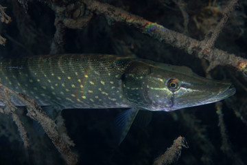 Underwater photo of the northern pike (Esox lucius) in Soderica Lake, Croatia
