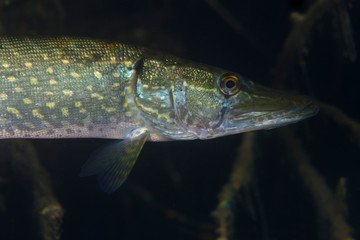 Fototapeta premium Underwater photo of the northern pike (Esox lucius) in Soderica Lake, Croatia