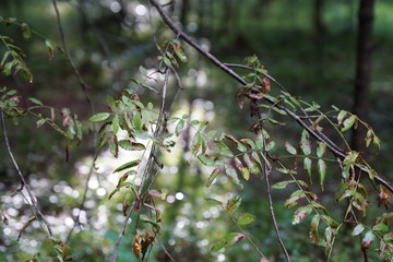 branch of a tree