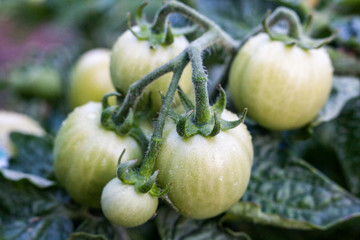 Unripe tomatoes in the vegetable garden.
