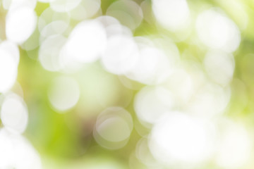 Obraz premium Bokeh green background