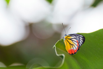 Beautiful butterfly on green Leaves