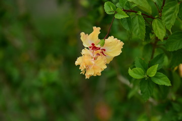 Colorful flowers in the garden.flower blooming.Beautiful flowers in the garden.	